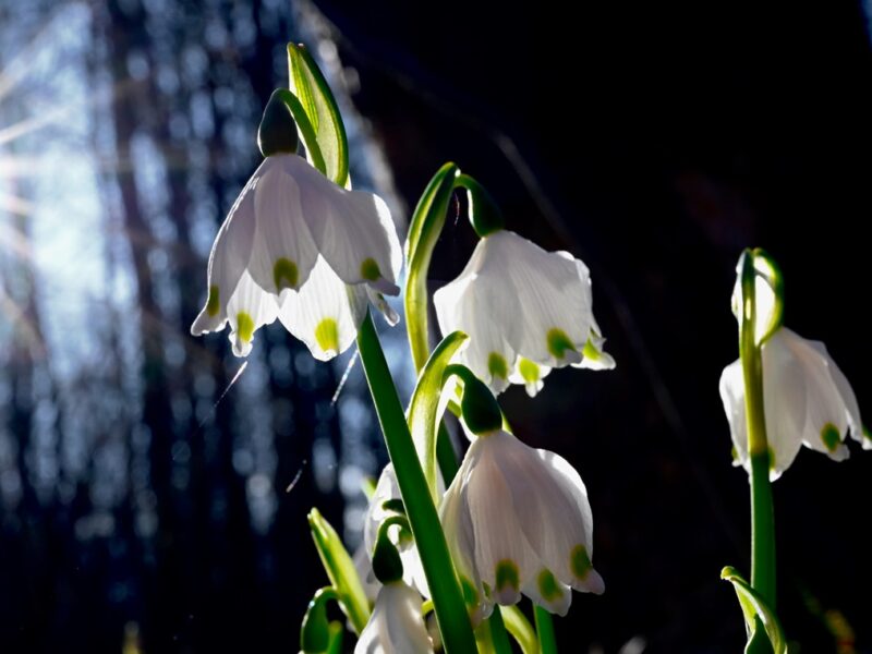 Прогріє до +15&deg;: якою буде погода на початку тижня
