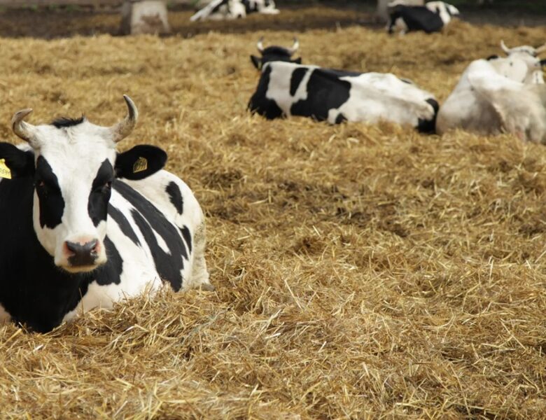 Росія приховує спалахи небезпечних хвороб тварин – розвідка