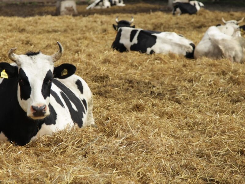 Росія приховує спалахи небезпечних хвороб тварин – розвідка