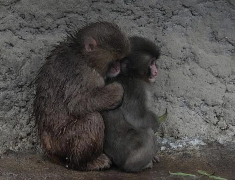 Самотня мавпочка Панч знайшла друга: її відкинула зграя