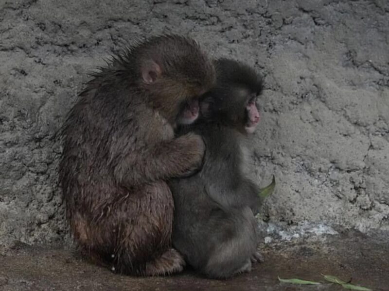 Самотня мавпочка Панч знайшла друга: її відкинула зграя