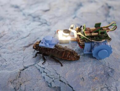 Сінгапурські вчені створили тарганів-кіборгів