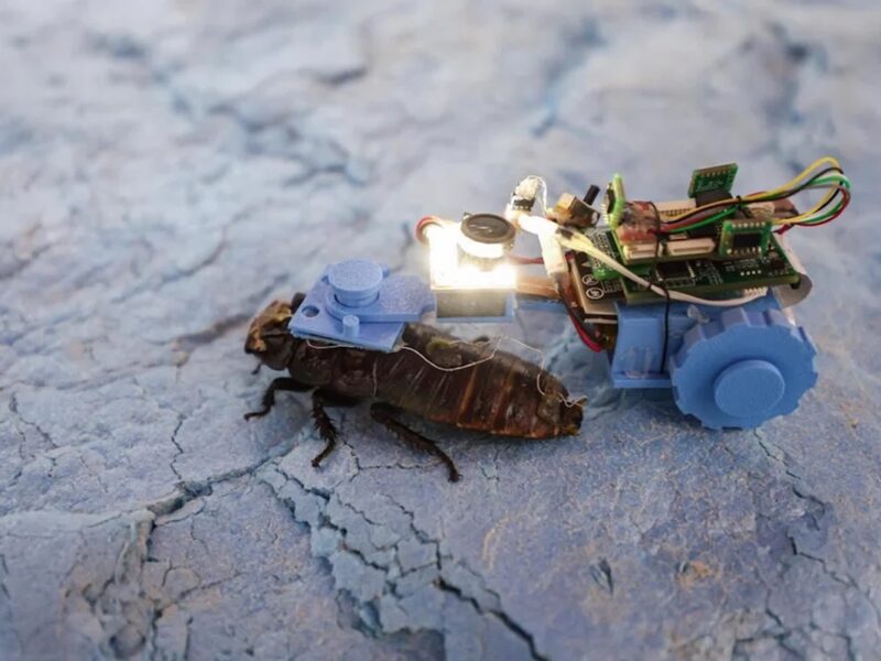 Сінгапурські вчені створили тарганів-кіборгів