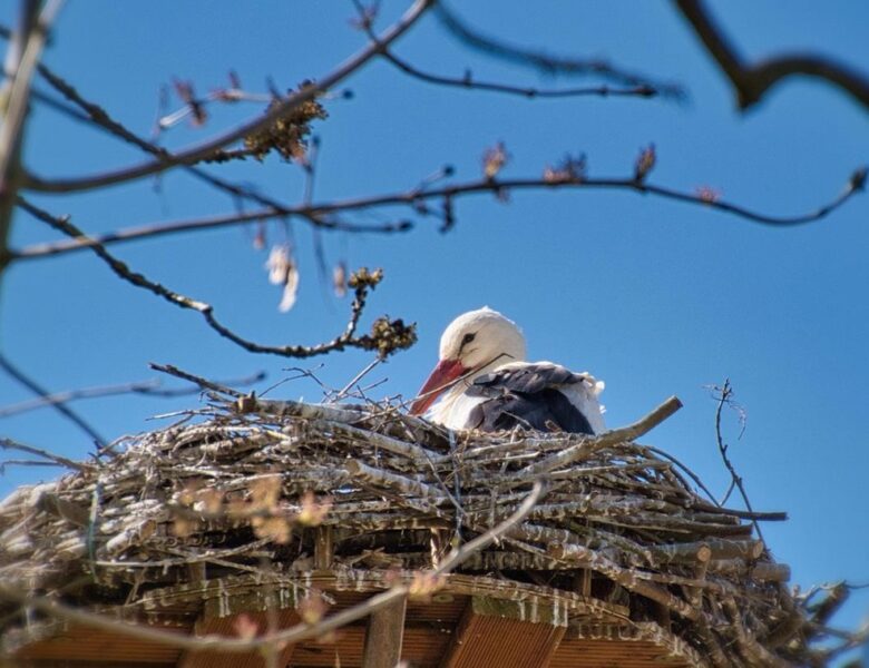 Свята 17 березня 2026 року: іменини, прикмети