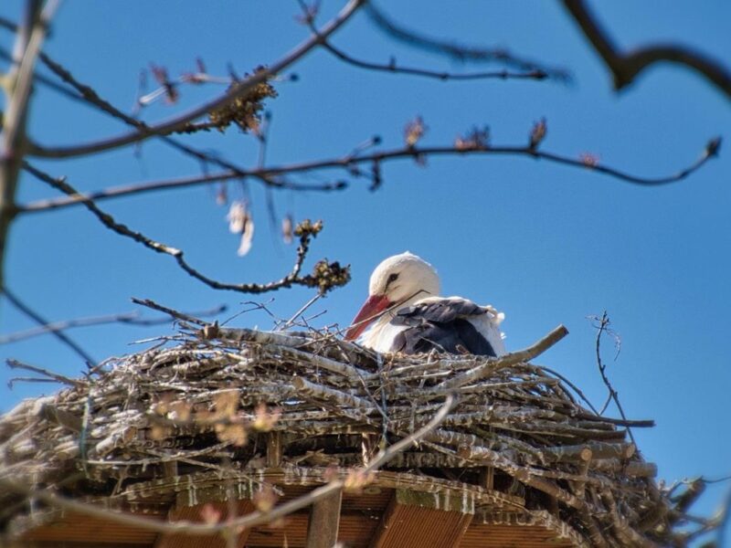 Свята 17 березня 2026 року: іменини, прикмети