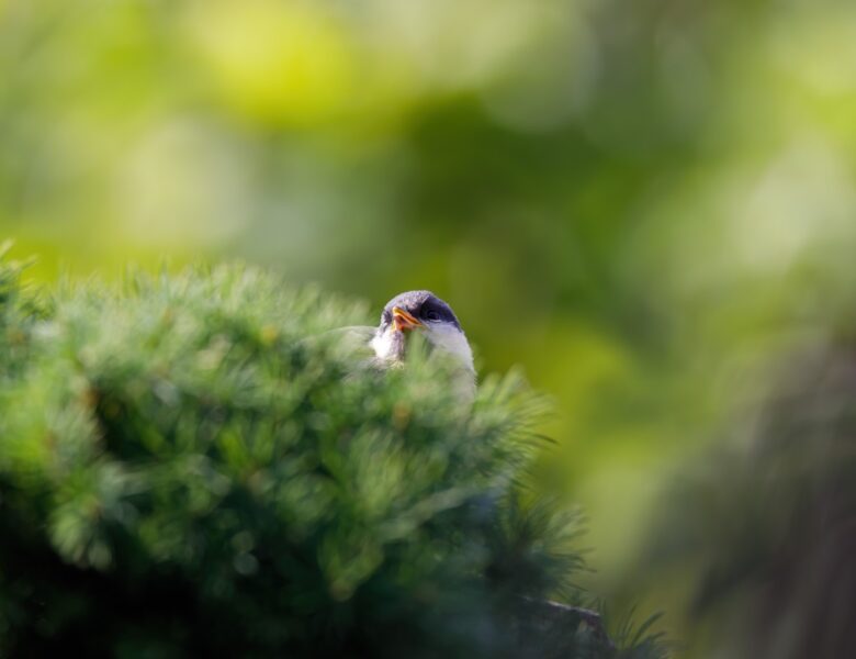 Свята 20 березня 2026: факти, традиції, прикмети