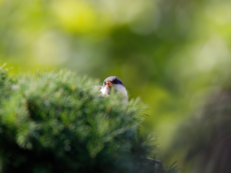 Свята 20 березня 2026: факти, традиції, прикмети