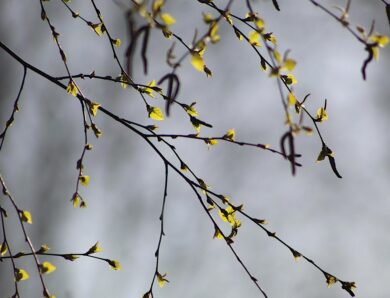 Свята 24 березня 2026: факти, традиції, іменини