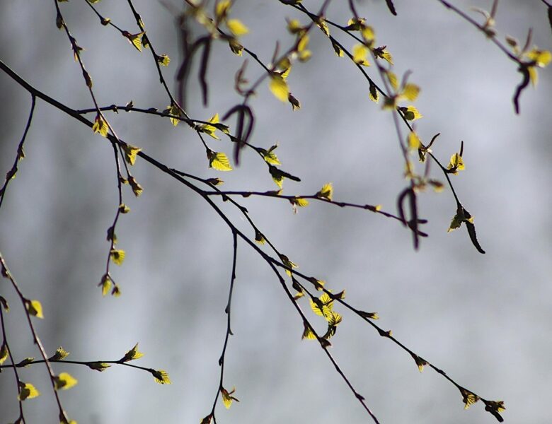 Свята 24 березня 2026: факти, традиції, іменини