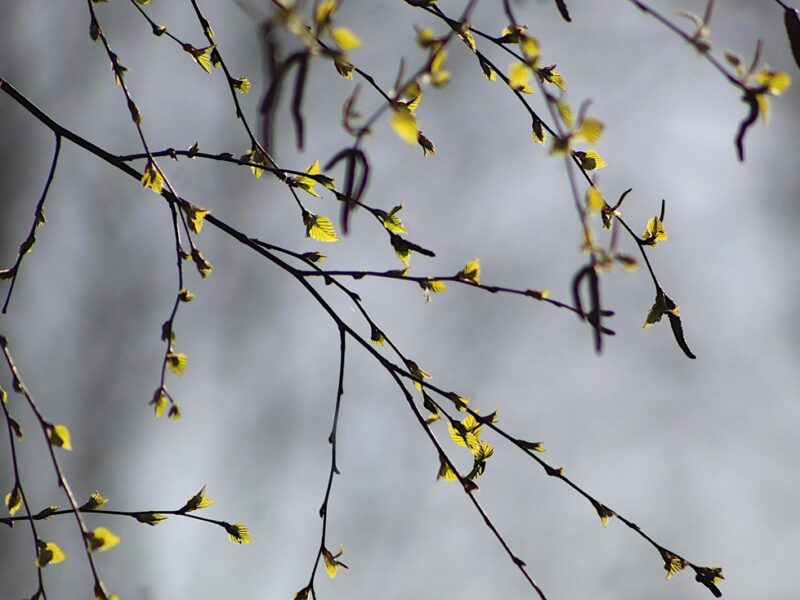 Свята 24 березня 2026: факти, традиції, іменини