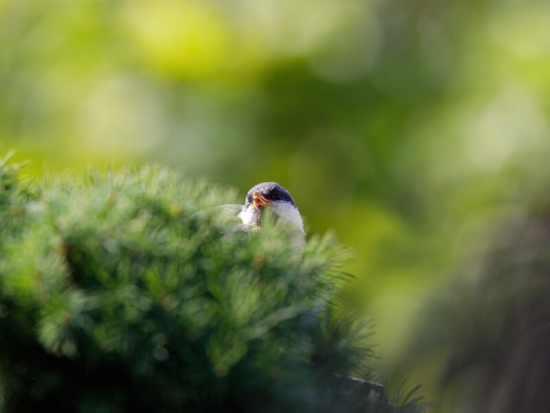 Свята 5 березня: загибель Шухевича, прем’єра Лебединого озера та інші події