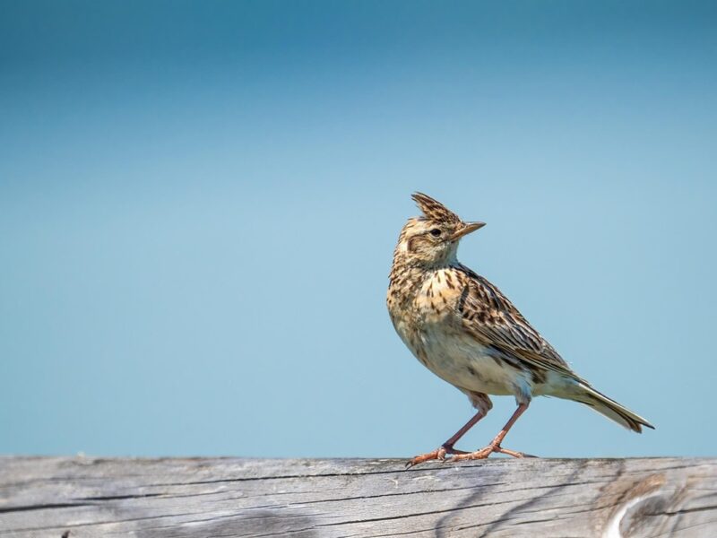 Свята 9 березня 2026: традиції, факти, що не можна робити