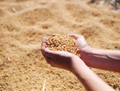 Ціни на на українську сою виросли до найвищого за два роки рівня