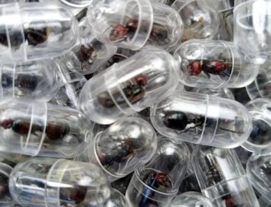 У Кенії затримали китайця, який намагався вивезти понад дві тис. мурах