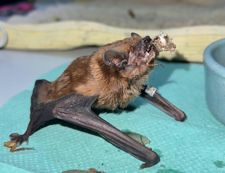 У Харкові врятували понад 900 кажанів