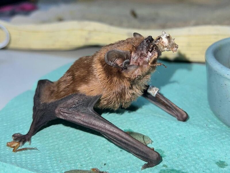 У Харкові врятували понад 900 кажанів