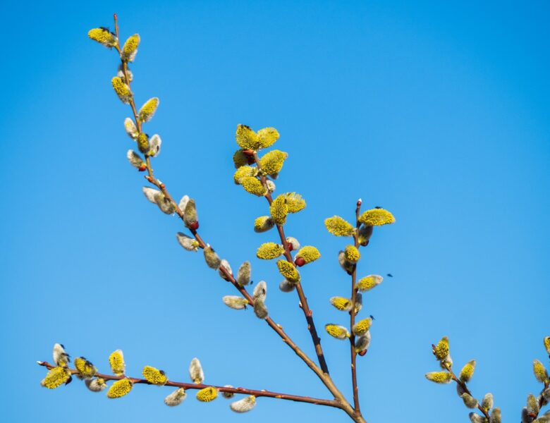 У Києві настала метеорологічна весна