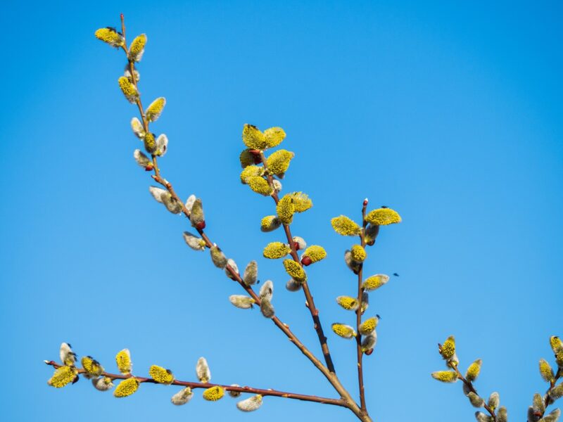 У Києві настала метеорологічна весна