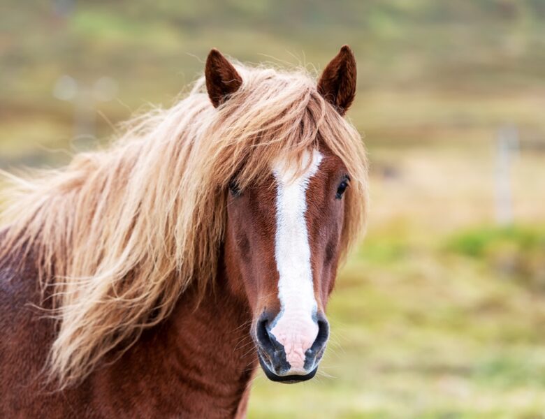 У Кривому Розі кінь втік із ферми та потрапив під авто