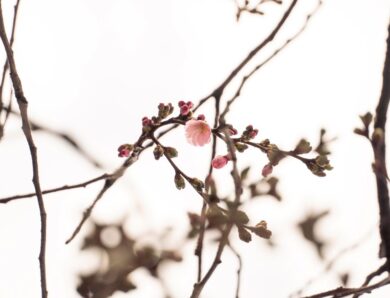 У Мукачеві зацвіла “шалена” сакура