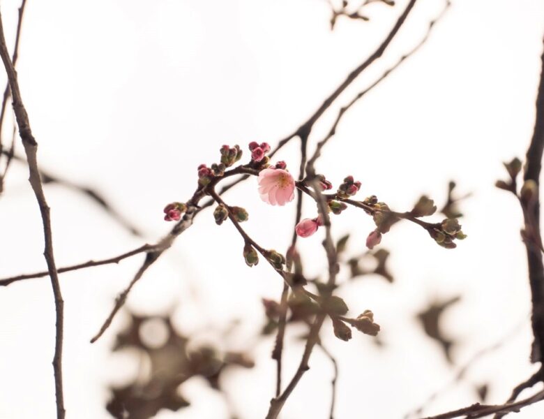 У Мукачеві зацвіла “шалена” сакура