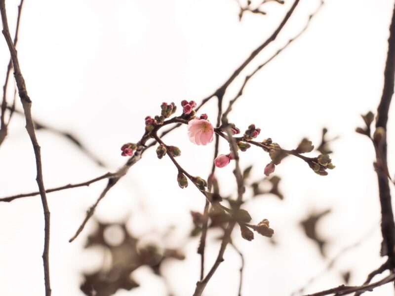 У Мукачеві зацвіла “шалена” сакура