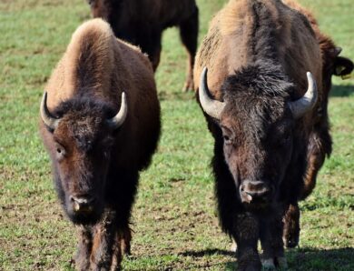 У Польщі потяг врізався у стадо зубрів