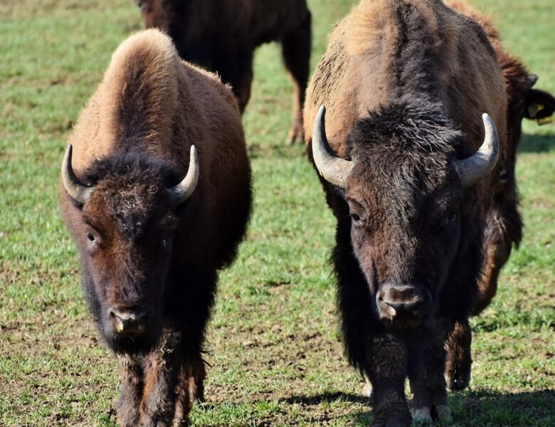 У Польщі потяг врізався у стадо зубрів