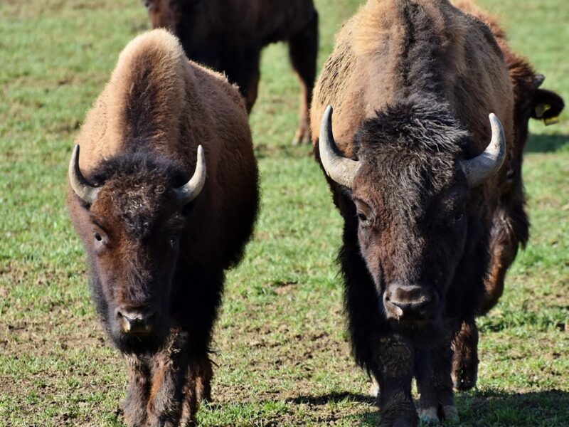 У Польщі потяг врізався у стадо зубрів