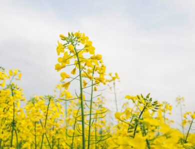 Україна може збільшити посіви ріпаку через війну в Ірані