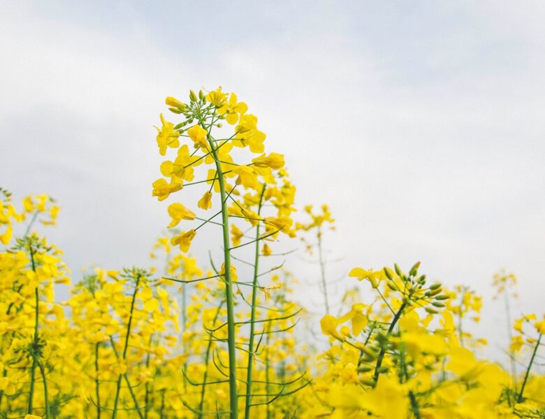 Україна може збільшити посіви ріпаку через війну в Ірані
