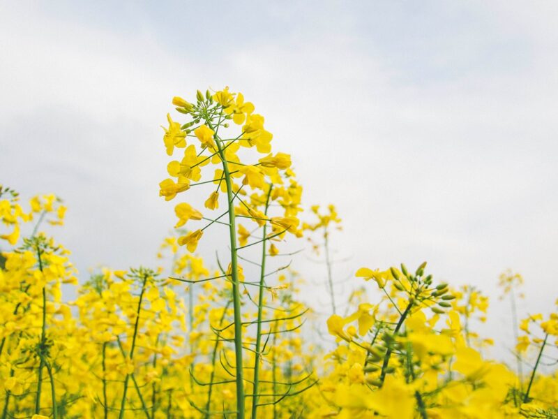 Україна може збільшити посіви ріпаку через війну в Ірані