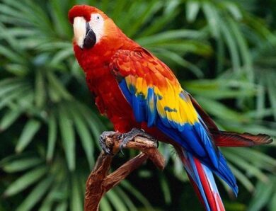 В аеропорту Нідерландів перехопили контрабанду з 260 яєць папуги