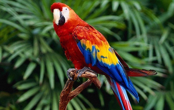 В аеропорту Нідерландів перехопили контрабанду з 260 яєць папуги