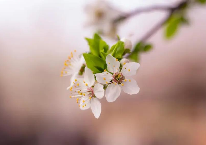 Весняне оновлення: чому хочеться змін та як отримати результат