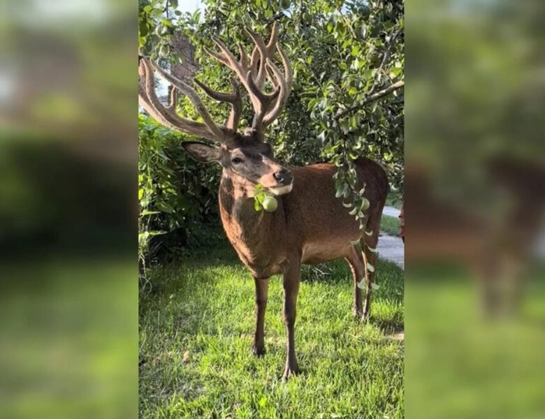 Відомого оленя Бориса з Рівненщини збила машина