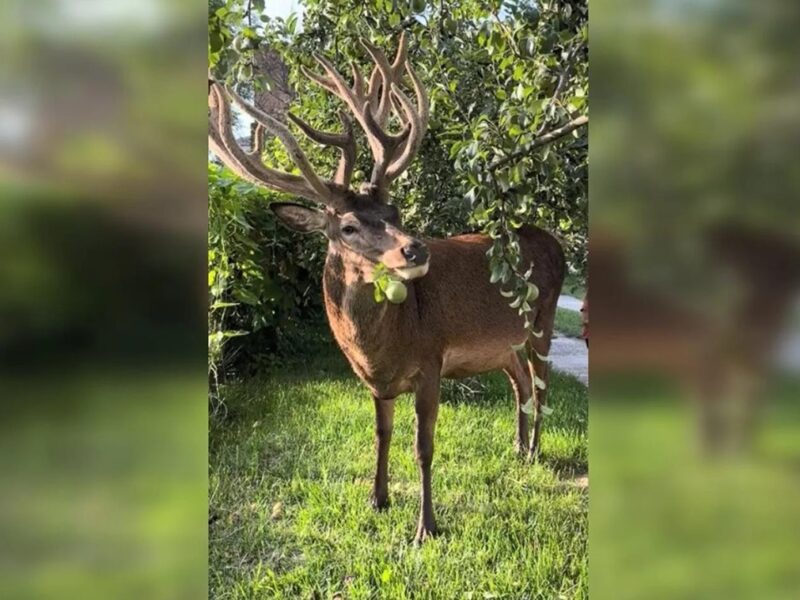Відомого оленя Бориса з Рівненщини збила машина