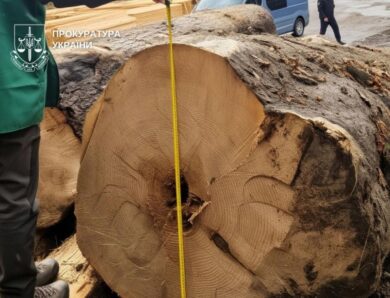 Вирубка цінних порід на 27 млн: буковинському ліснику оголосили підозру