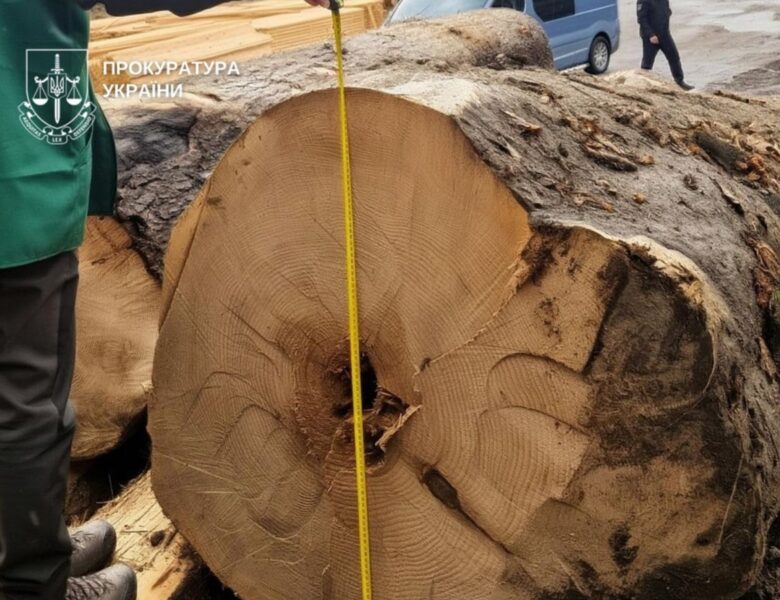 Вирубка цінних порід на 27 млн: буковинському ліснику оголосили підозру