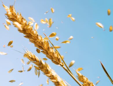 Війна в Ірані розганяє ціни на продовольство