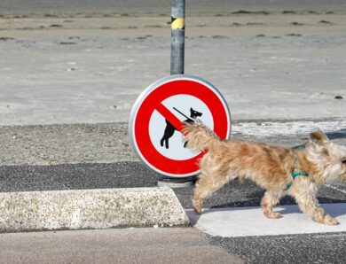 “Заборона тримати собак на ланцюгу”: в Україні спростували фейк