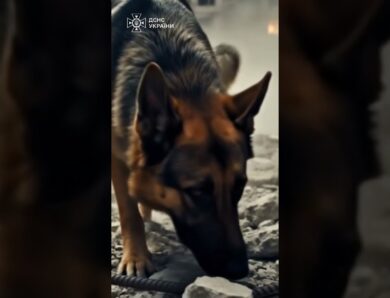 Там, де панує тиша, кінологи шукають слід життя.