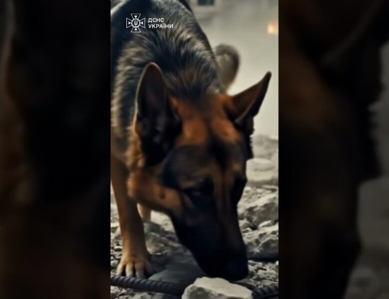 Там, де панує тиша, кінологи шукають слід життя.