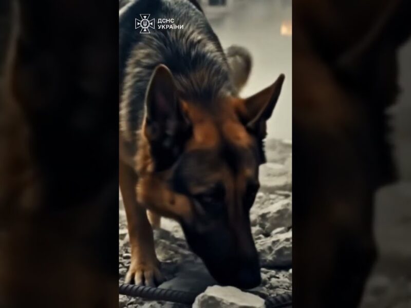 Там, де панує тиша, кінологи шукають слід життя.