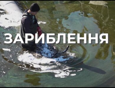 ❗️ Зариблення – важливий інструмент відновлення рибних популяцій