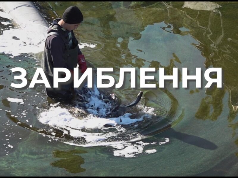 ❗️ Зариблення – важливий інструмент відновлення рибних популяцій