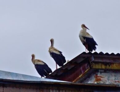 Білі лелеки повернулися до Чорнобиля після 20 років