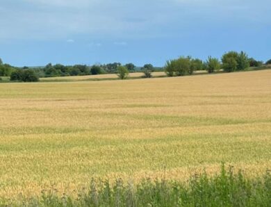 Державі повернули понад 500 га особливо цінних земель НААН
