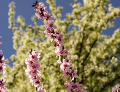 До половини врожаю кісточкових втрачено – Укргідрометцентр