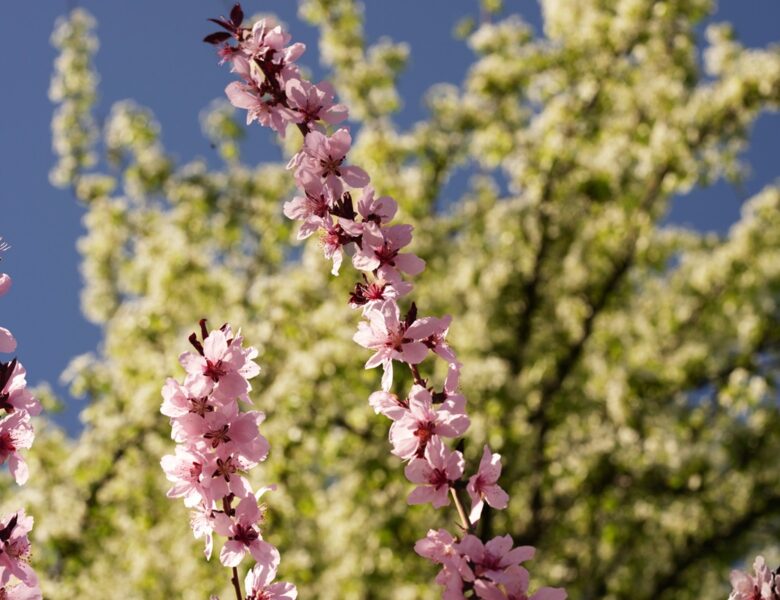 До половини врожаю кісточкових втрачено – Укргідрометцентр